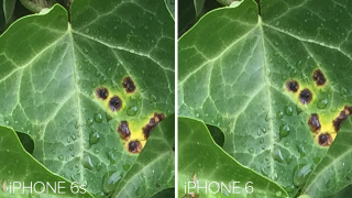 Illustration for article titled Análisis de la cámara del iPhone 6s: Apple ya no es el rey absoluto de la fotografía móvil